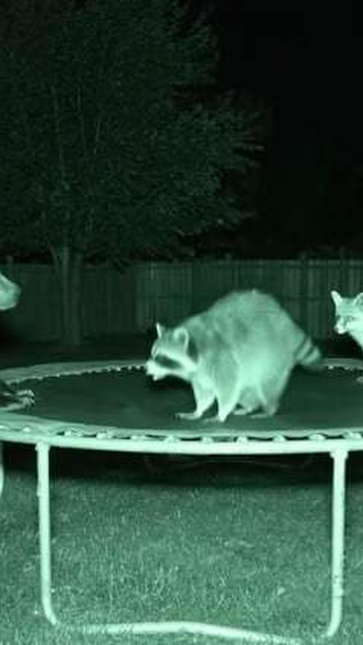 Animal Trampoline