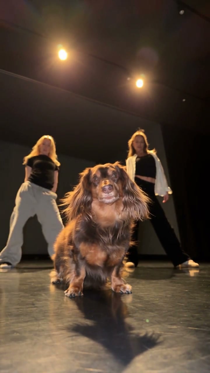 Single Ladies Dog
