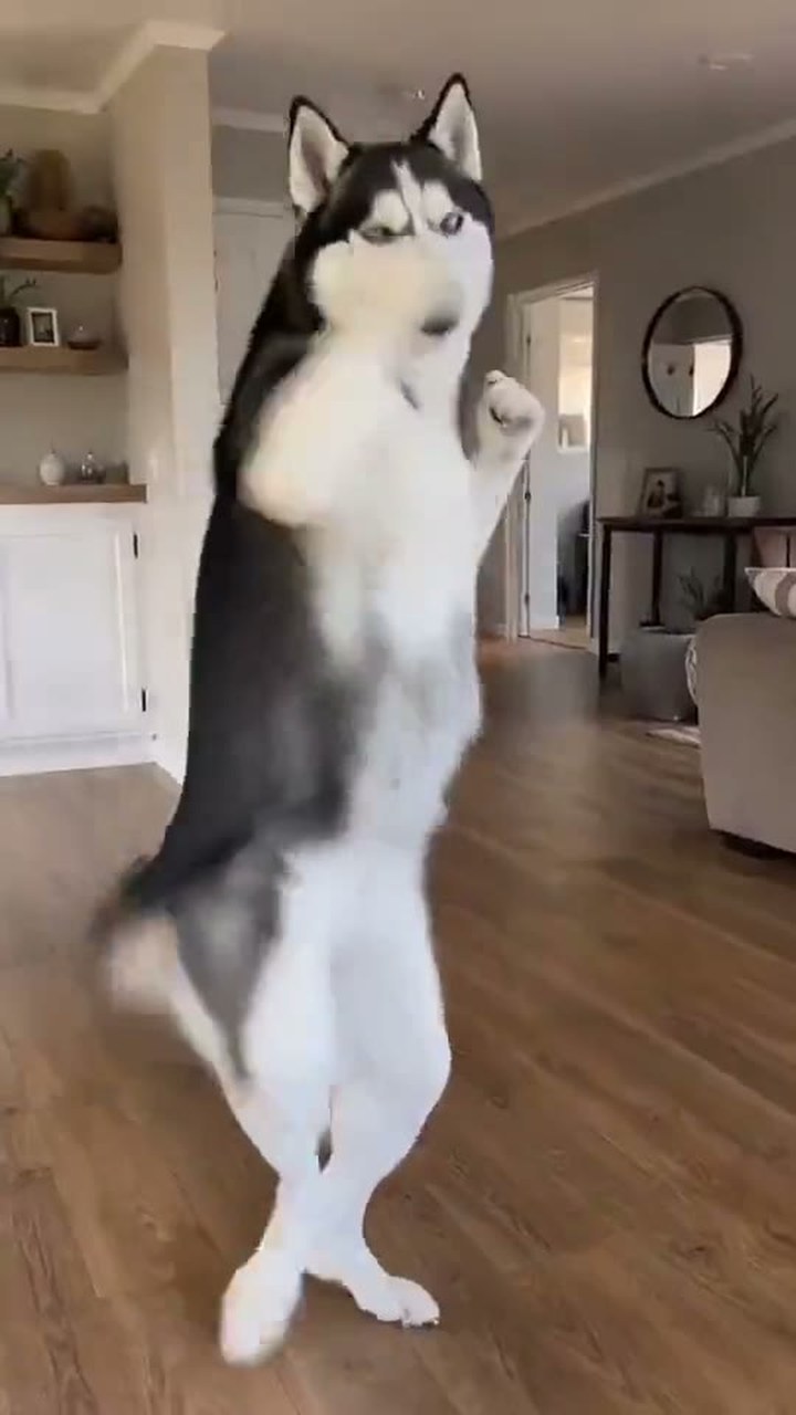 Tokyo Drift Dance